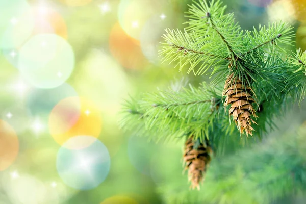 Pinecone Cone Ramo Árvore Natal Livre — Fotografia de Stock