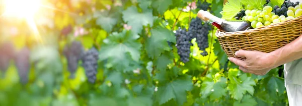 手にブドウとワイン 人はブドウ畑でブドウとワインを保持します — ストック写真