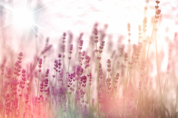 Selektiv Och Mjuk Fokus Lavendel Blomma Blomsterträdgård — Stockfoto