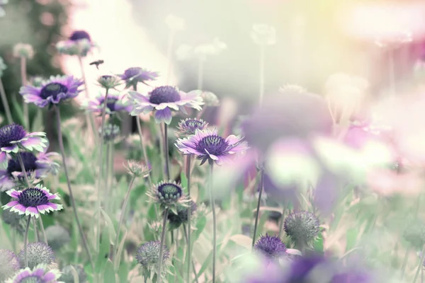 Bella Natura Fioritura Viola Fiore Viola Nel Prato — Foto Stock