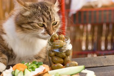 Beautiful cat knows what is healthy food - a healthy diet (olive in jar)  clipart