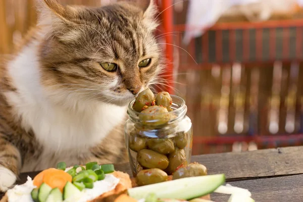 Beautiful Cat Knows What Healthy Food Healthy Diet Olive Jar — Stock Photo, Image