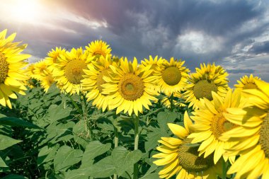 Çiçekli ayçiçeği ve güzel, dramatik bulutlu gökyüzü