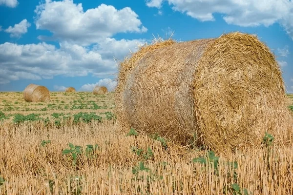 Fardos Arrasto Rolos Palha Campo Agricultor Verão — Fotografia de Stock