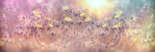 Kaunis Luonto Keltaiset Kukat Valaisee Auringonvalo Auringonsäteet Kaunis Maisema Niityllä — kuvapankkivalokuva