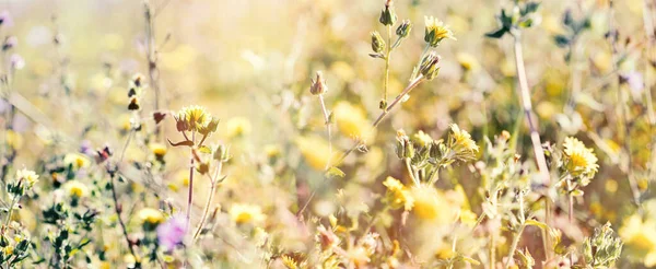 美丽的黄花在草地上 花朵盛开的草地上 美丽的大自然在春天 — 图库照片