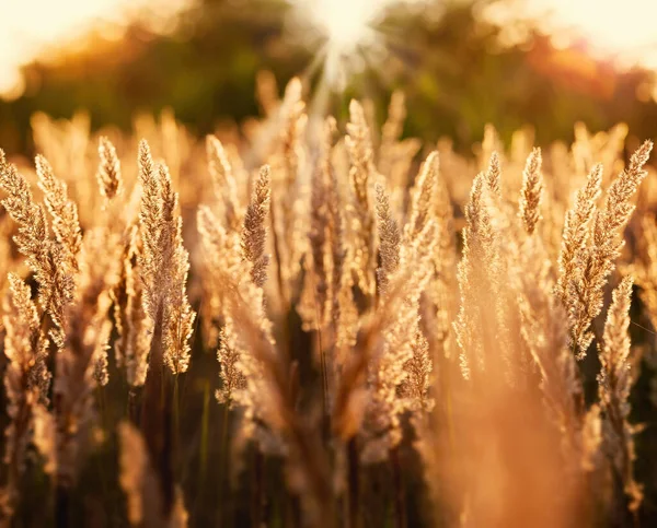 Graines Sèches Herbe Haute Fin Après Midi Beau Paysage Coucher — Photo