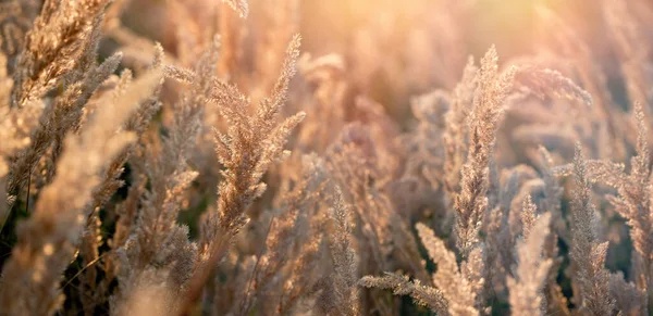 美しい自然 午後遅くの高い草の乾燥種子 日光に照らされた高い草の種 日没の美しい風景 — ストック写真