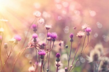 Çayırda güzel çiçek açan devedikeni (burdock), güneş ışınlarıyla aydınlanan mor çiçekler - güzel doğa 