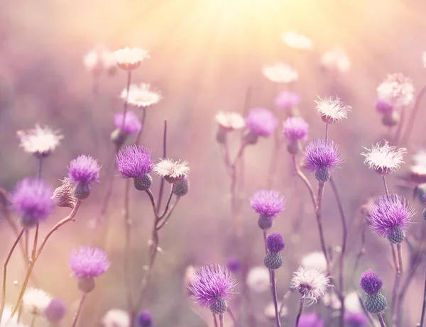 Mooie Bloem Prachtige Natuur Bloeiende Paarse Bloem Van Distel Bloemen — Stockfoto