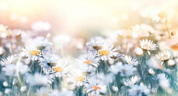 美しい自然 日光に照らされた牧草地でのデイジーの花 春の開花 ストックフォト