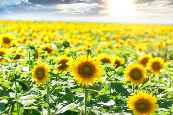 Hermoso Maravilloso Campo Vista Panorámica Girasoles Verano — Foto de Stock