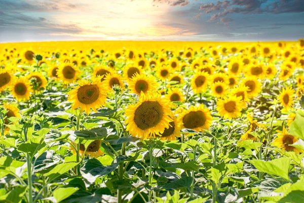 Blommande Solros Äng Jordbruksmark — Stockfoto