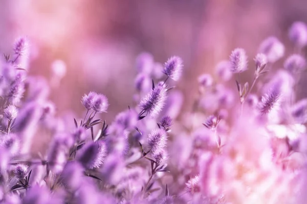 Bela Natureza Flor Prado Roxo Leve Luz Flor Fofa — Fotografia de Stock