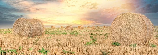 Strohballen Strohrollen Auf Bauernfeld Und Dramatischer Sonnenuntergang Mit Bewölktem Himmel — Stockfoto