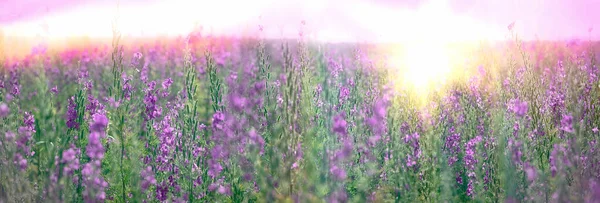 Selektivt Och Mjukt Fokus Lila Blommor Blommande Lila Blommor Äng — Stockfoto