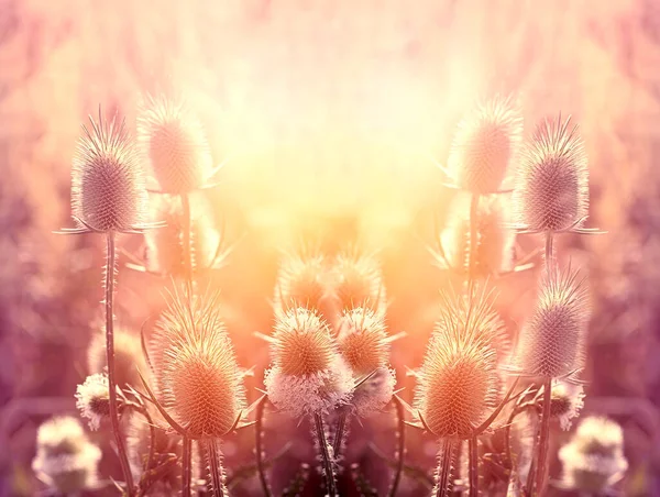 Száraz Bojtorján Bogáncs Világít Napfény Késő Délután Gyönyörű Természet Ősszel — Stock Fotó