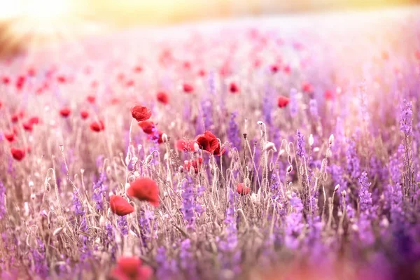 Fleur Pavot Fleurs Dans Prairie Fleur Pavot Sauvage Fleur Violette — Photo