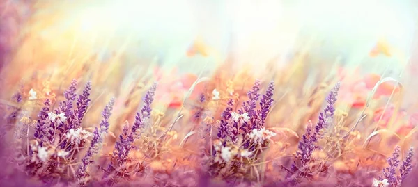 美丽的大自然 开着紫色的花朵 开着盛开的草场 阳光普照的草场 — 图库照片