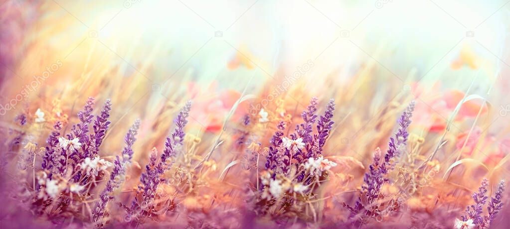 Beautiful nature, flowering purple flowers, meadow flowers in bloom, meadow landscape lit by sunlight
