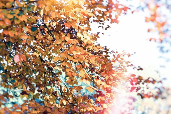 Höstlöv Träd Skog Vacker Natur Hösten — Stockfoto