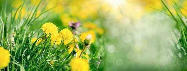 Löwenzahnblume Blühende Frühlingsblume Auf Der Von Sonnenstrahlen Beleuchteten Wiese Schöne Stockbild