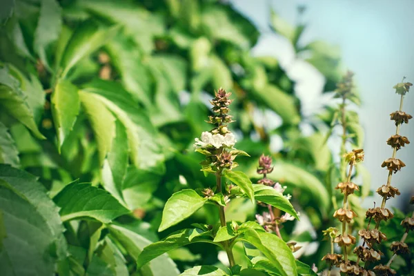 Kemangi Segar Dan Kering Rempah Rempah Sehat Bumbu Aromatik — Stok Foto