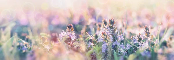 美しい自然 開花草原の花 日光に照らされた春の風景 — ストック写真