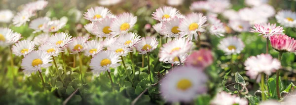 Flowering Daisy Flowers Meadow Beautiful Nature Spring — Stock Photo, Image