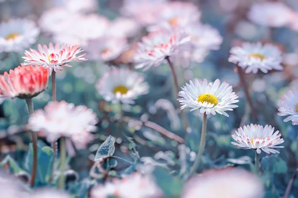 Vacker Natur Våren Tusensköna Blommor Upplysta Solljus Royaltyfria Stockbilder
