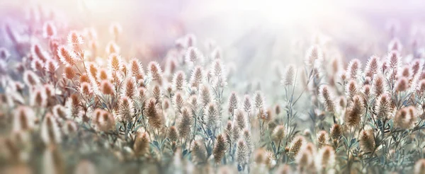 Vacker Natur Blommor Och Växter Äng Upplyst Solstrålar — Stockfoto