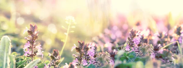 Lila Virág Virágzó Gyönyörű Tavasz Rét Virágok — Stock Fotó