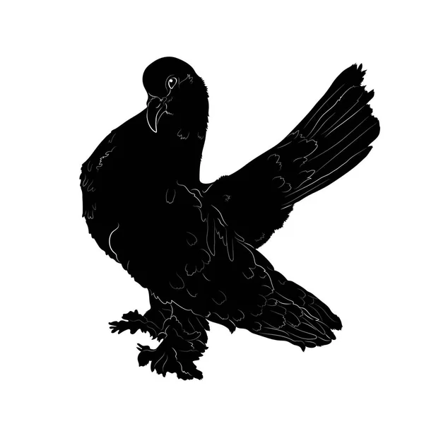 Vektorillustration Schwarze Silhouette Einer Taube — Stockvektor