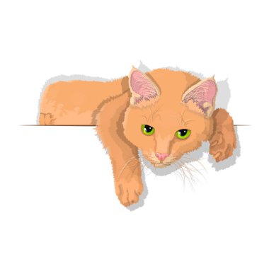 Beyaz bir arka planda izole bir yerli kırmızı kedi vektör Illustration. EPS 10