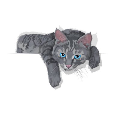 Beyaz izole edilmiş yerli çizgili kedivektör illüstrasyon. Reklam alanı. Eps 10