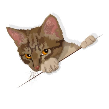 Beyaz izole edilmiş yerli çizgili kedivektör illüstrasyon. Reklam alanı. Eps 10