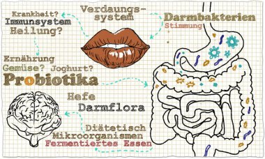 Probiyotikler ve Gut bakteri hakkında çizimde döngüsü