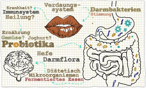 Probiyotikler Gut Bakteri Hakkında Çizimde Döngüsü — Stok fotoğraf