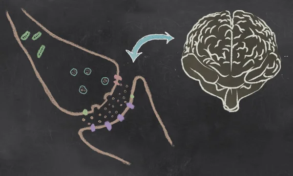 神経伝達物質と黒板の脳のシナプスの裂図 — ストック写真
