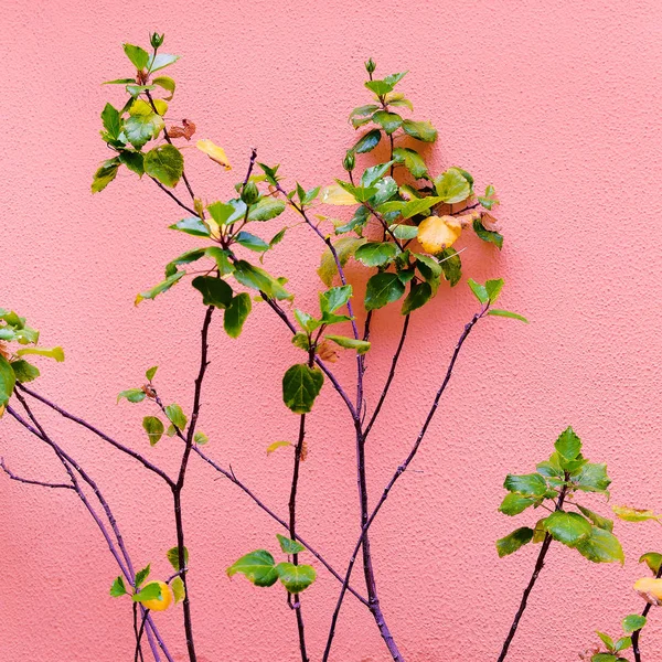 Bitki Pink Yeşil Moda Tasarımı — Stok fotoğraf