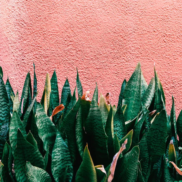 Plant on pink. Green. Minimal fashion