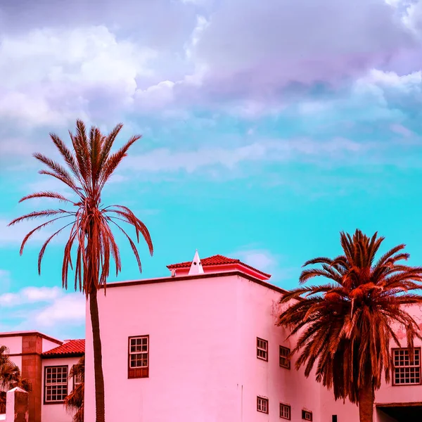 Tropical Pink Vibes Vanilla Palm Canary Island — Stock Photo, Image