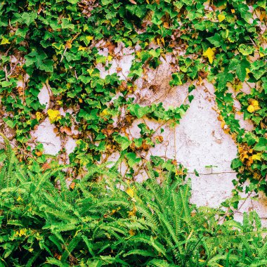 Tropikal yeşil moda Kanarya Adası