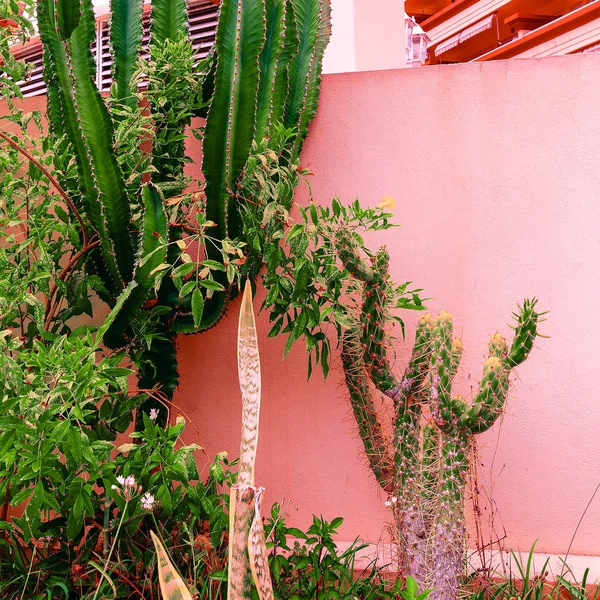 Pembe Kavramı Üzerinde Bitki Kaktüs Yeşil Şehrin — Stok fotoğraf