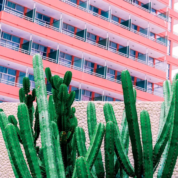 Cactus Ubicación Urbana Moda Rosa Mínimo — Foto de Stock