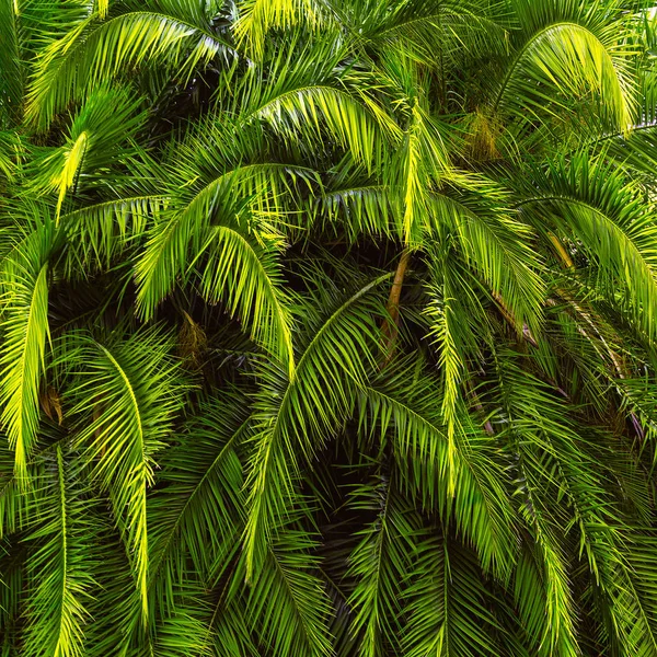 Fondo Verde Tropical Palmeras Close Vibraciones Vacaciones — Foto de Stock