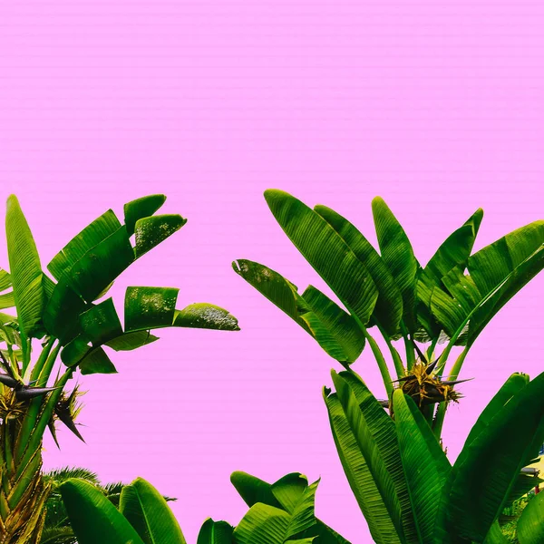 热带植物在粉红色 时尚极小的植物艺术 — 图库照片
