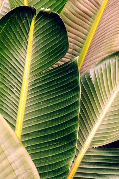 棕榈叶背景 最小的热带情绪 — 图库照片