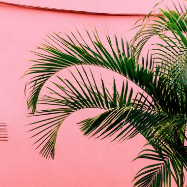 Bir pembe üzerinde palmiye. Tropikal plaj ruh. Pembe kavramı üzerinde bitki