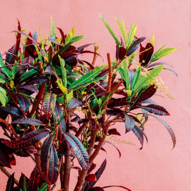 Bir pembe yeşil. Bitki pembe kavramı üzerinde. Moda en az bitki